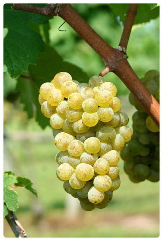 샤르도네(Chardonnay)