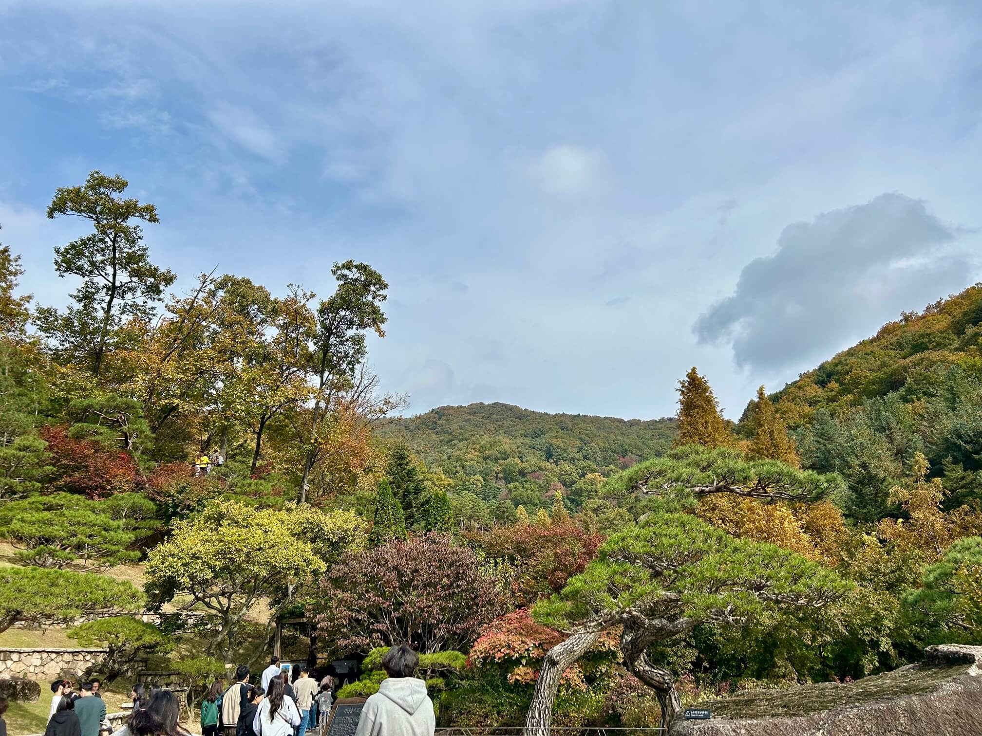 2024년 화담숲 10월 말 가을 단풍3