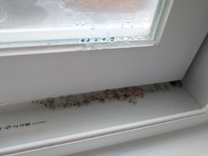 창틀과 창문 곰팡이