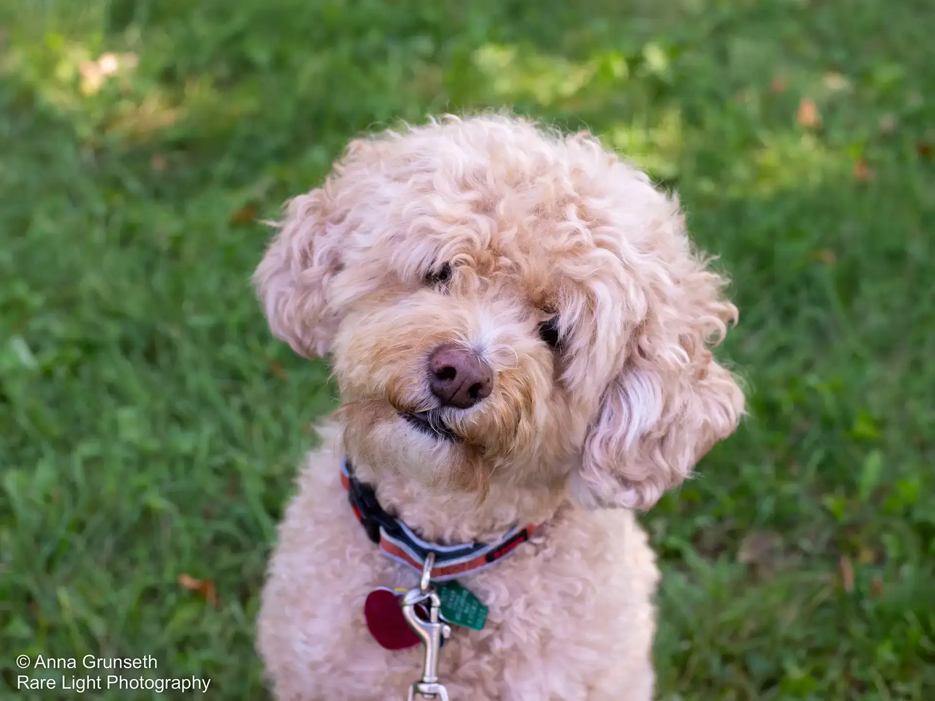 강아지-종류-말티푸