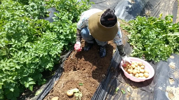 감자 재배 심는간격 상토 선택 배수 관리_4