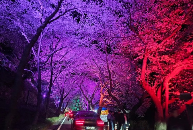 쌍계사십리벚꽃길축제사진