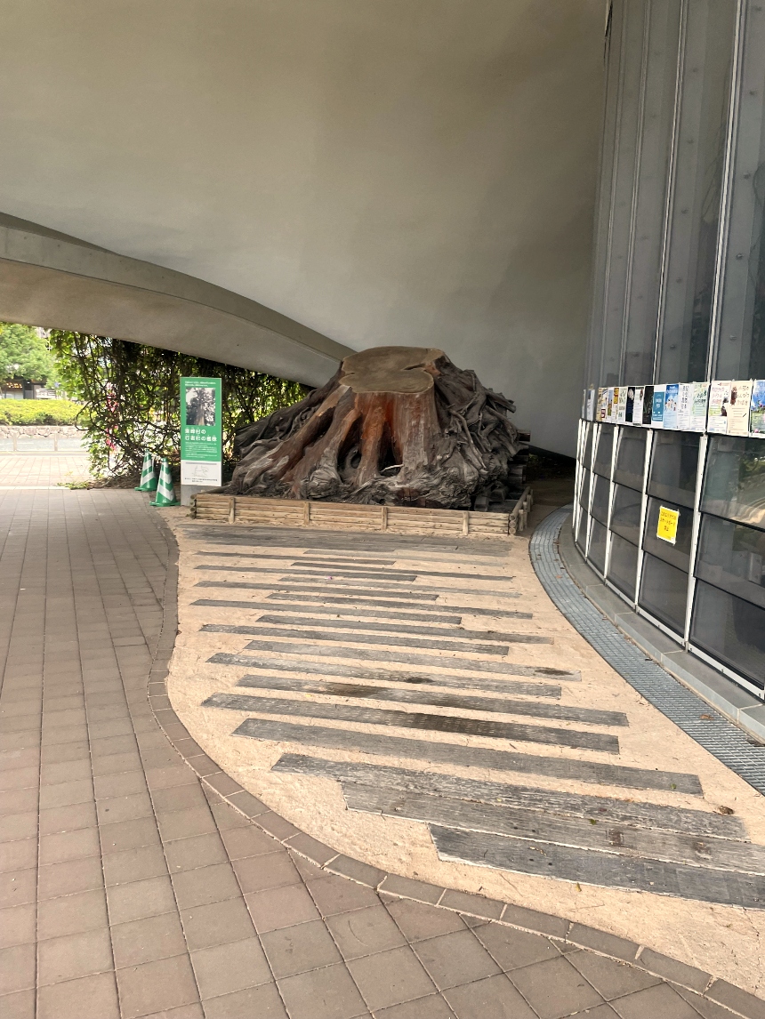 아일랜드시티 중앙공원 고목2