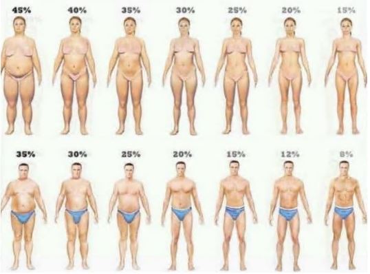체지방률-정상범위-남녀