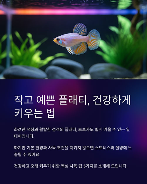 작고 화려한 플래티, 어떻게 하면 오랫동안 건강하게 키울 수 있을까요?