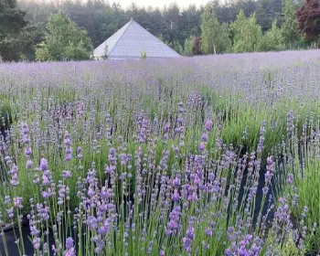 고성 라벤더 축제 하늬 라벤더 팜_10