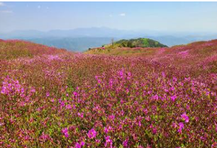 황매산 철쭉 개화상황