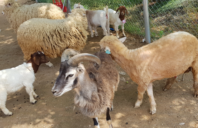 퍼스트가든 별빛축제