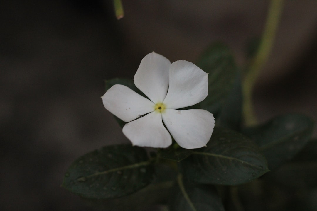 Namiseom