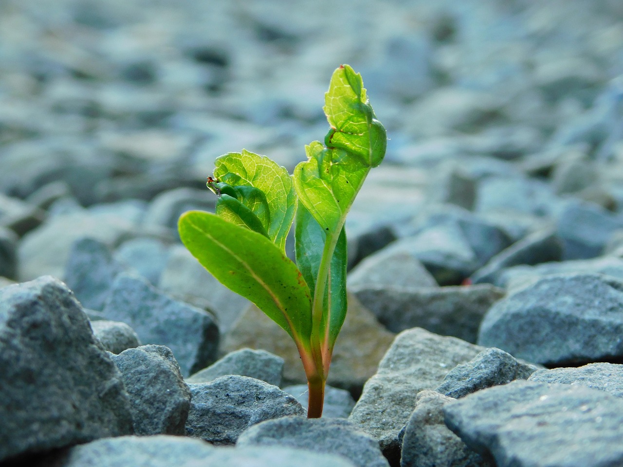 에너지바우처