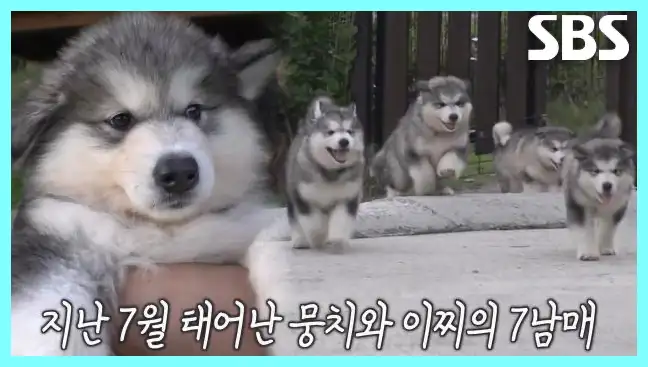 동물농장 재방송 시간 다시보기