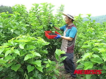 오디 재배 뽕나무 전정 수확 시기 저장 요령_7