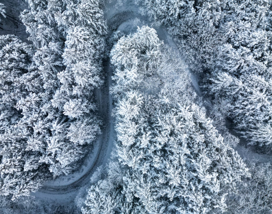 완주 상관편백나무숲