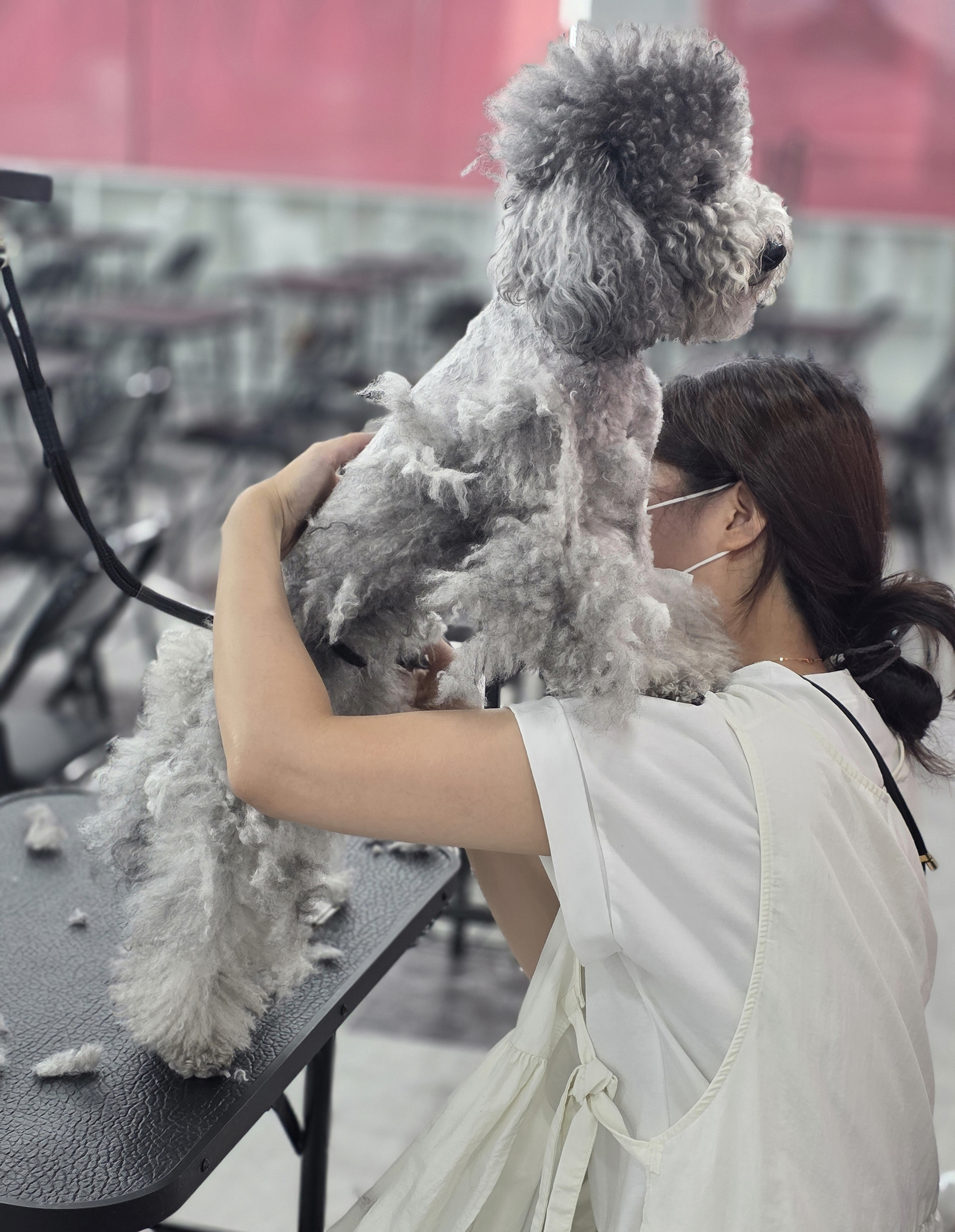 강동애견미용학원
