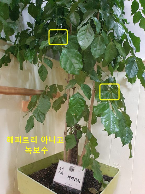 해피트리 아니고 녹보수