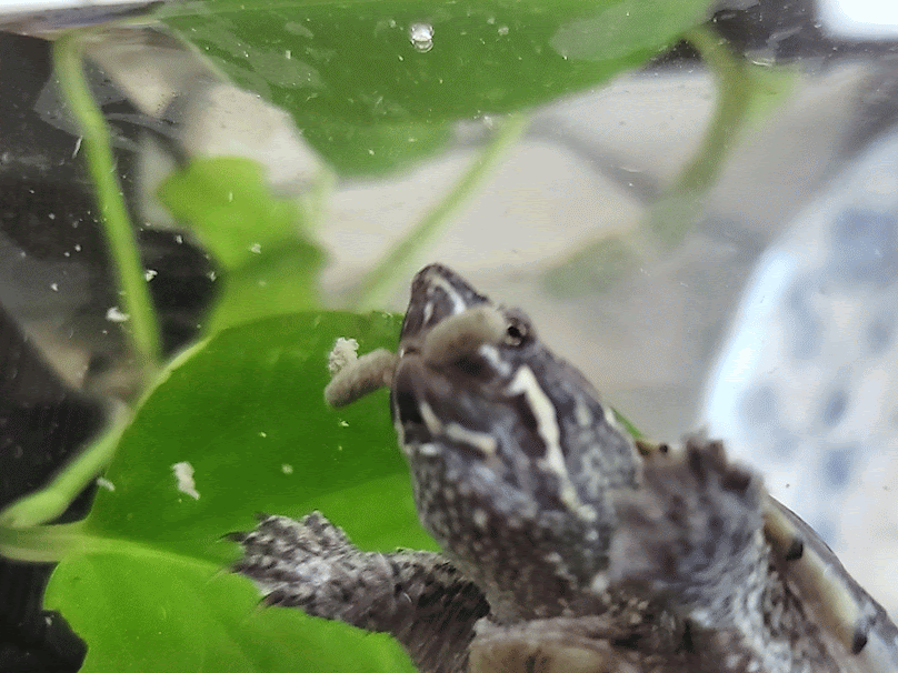 커먼 머스크 터틀 먹이 먹는 모습