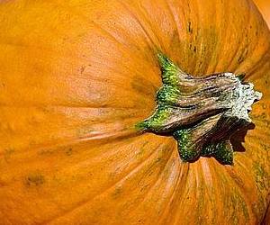 조직이 물러서 소화 잘 되는 음식 늙은 호박