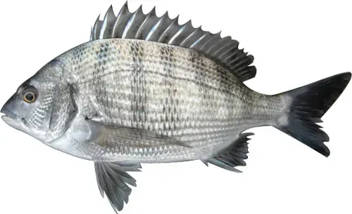 압해도 장감리 감성돔 포인트 소개와 혼자하는 낚시의 즐거움 완벽 낚시 가이드_4