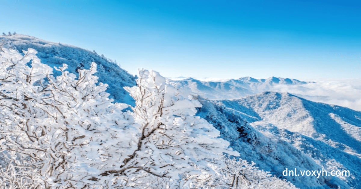 설악산 겨울의 눈꽃