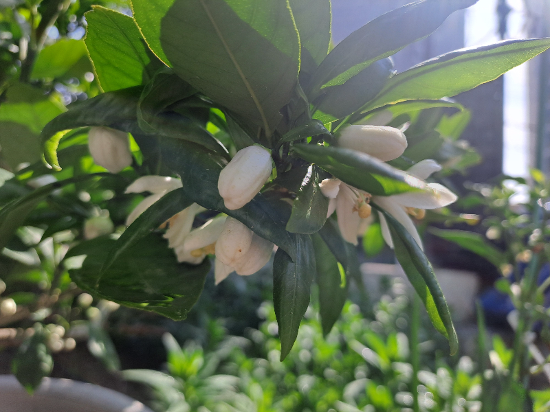 제주도 5월은 귤꽃 향기 가득한 시간