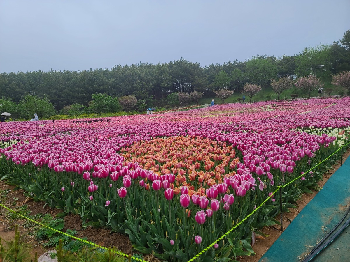태안-세계튤립축제