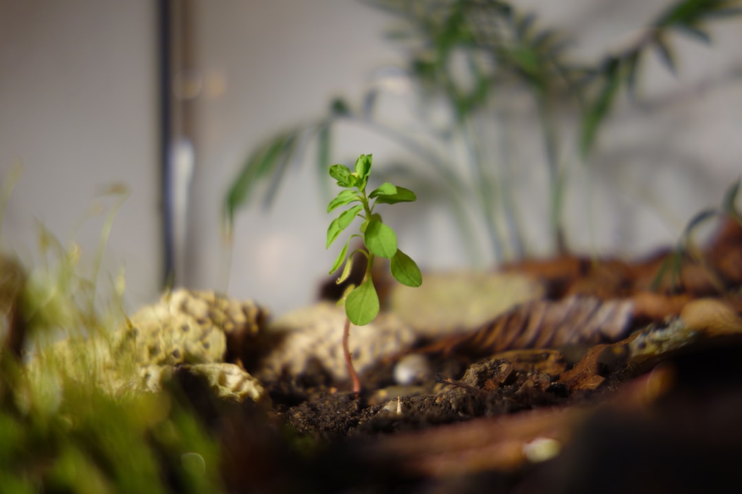 'growth'