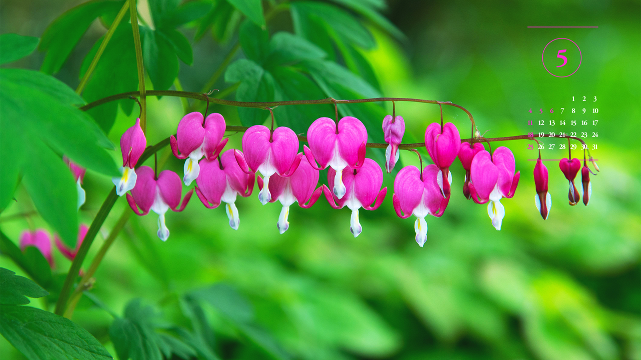 02 금낭화 두줄기 A - 2025년5월 노트북배경화면