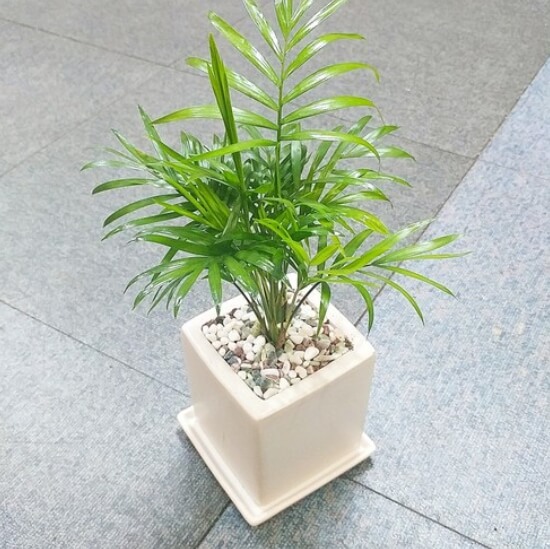 테이블 야자
