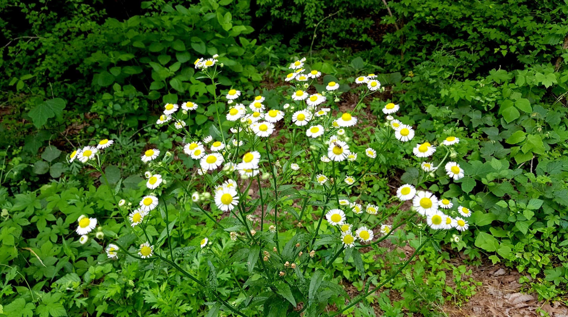 울산 고헌산
