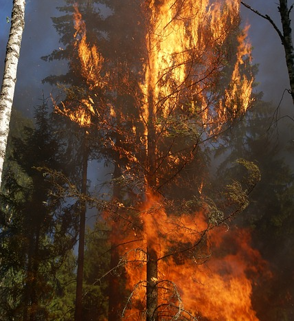 LA산불 원인 위치 지도 손실 09