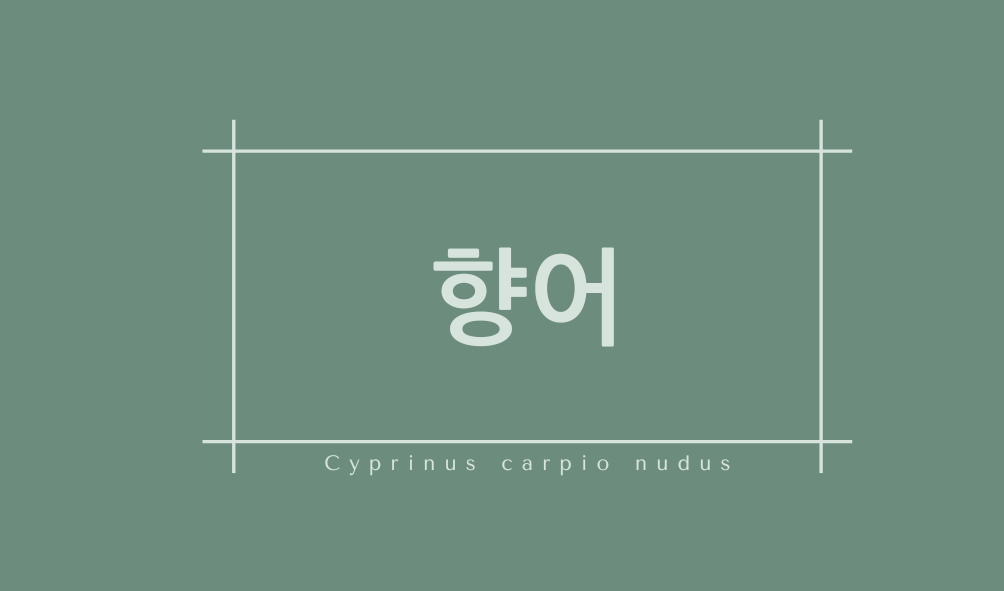 향어(Cyprinus carpio nudus)