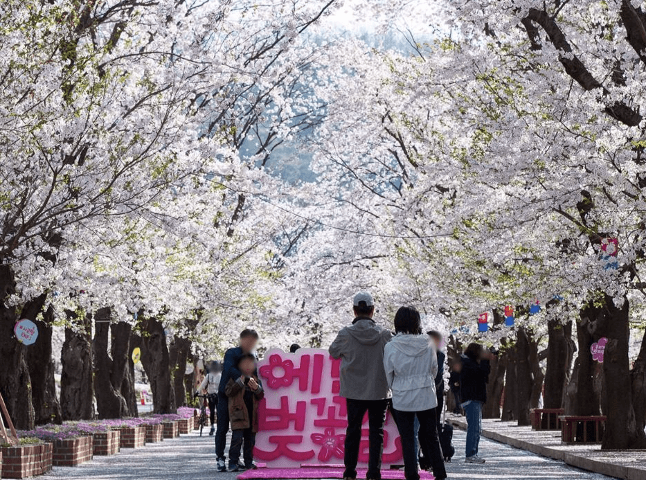 에덴벚꽃축제