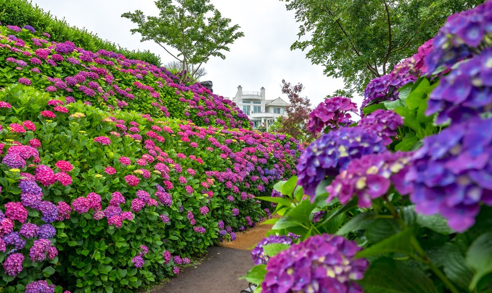 제주 마노르블랑 수국축제