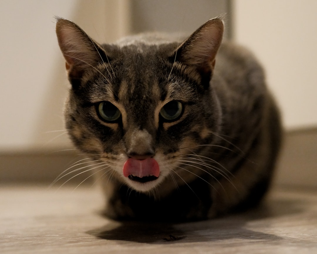 Cat snack