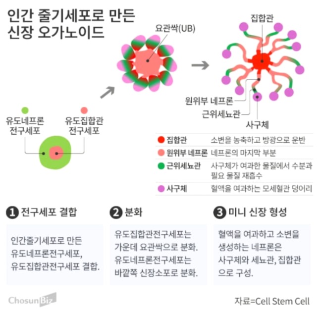 미니신장 설명이미지