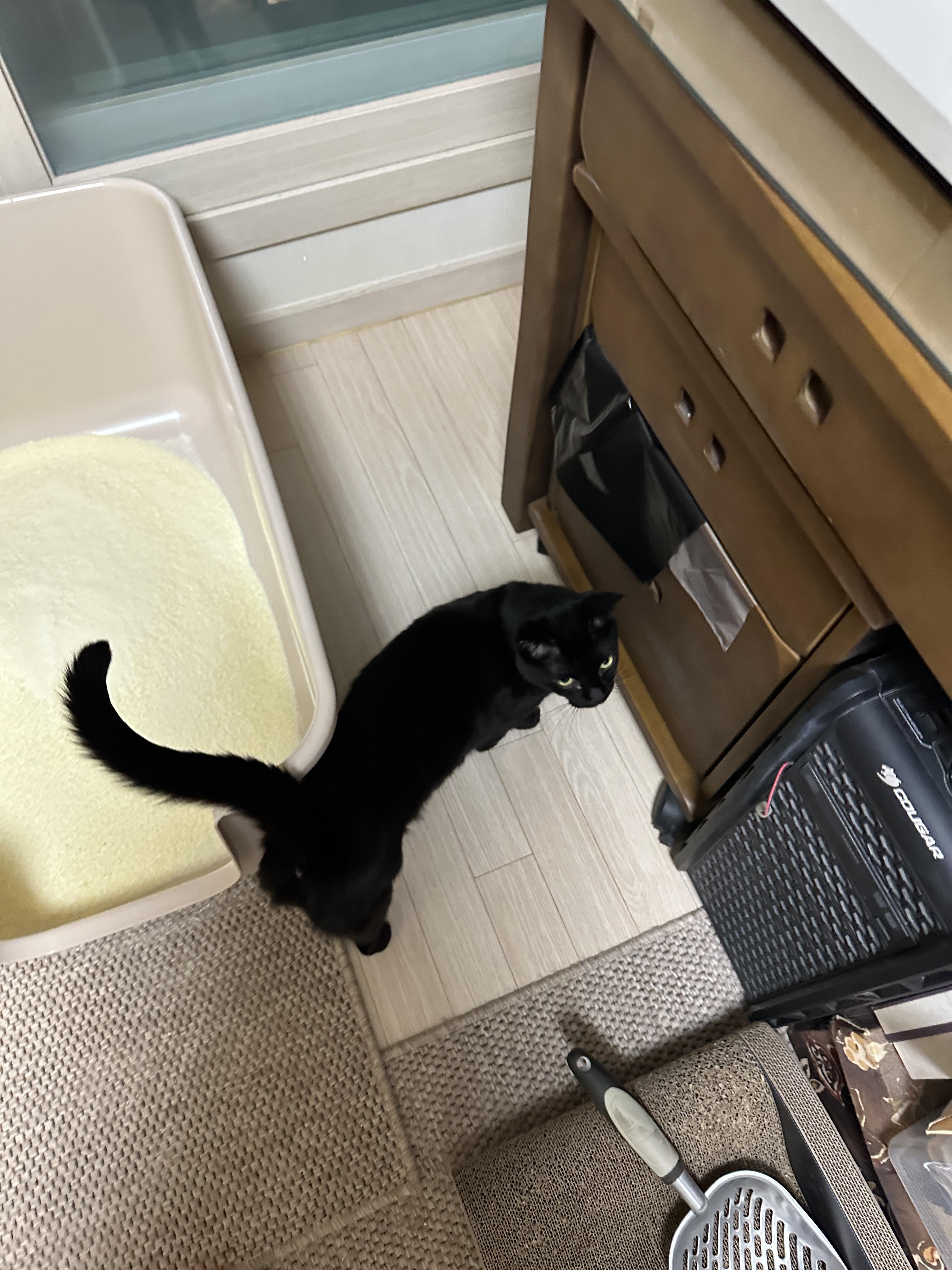 냥냥이들 화장실을 교체했다!(feat.화장실을 교체 해야 하는 이유)