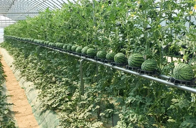 수박 재배 접목 선택 순 따기 당도 올리기_5