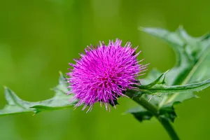 염증에-좋은-차