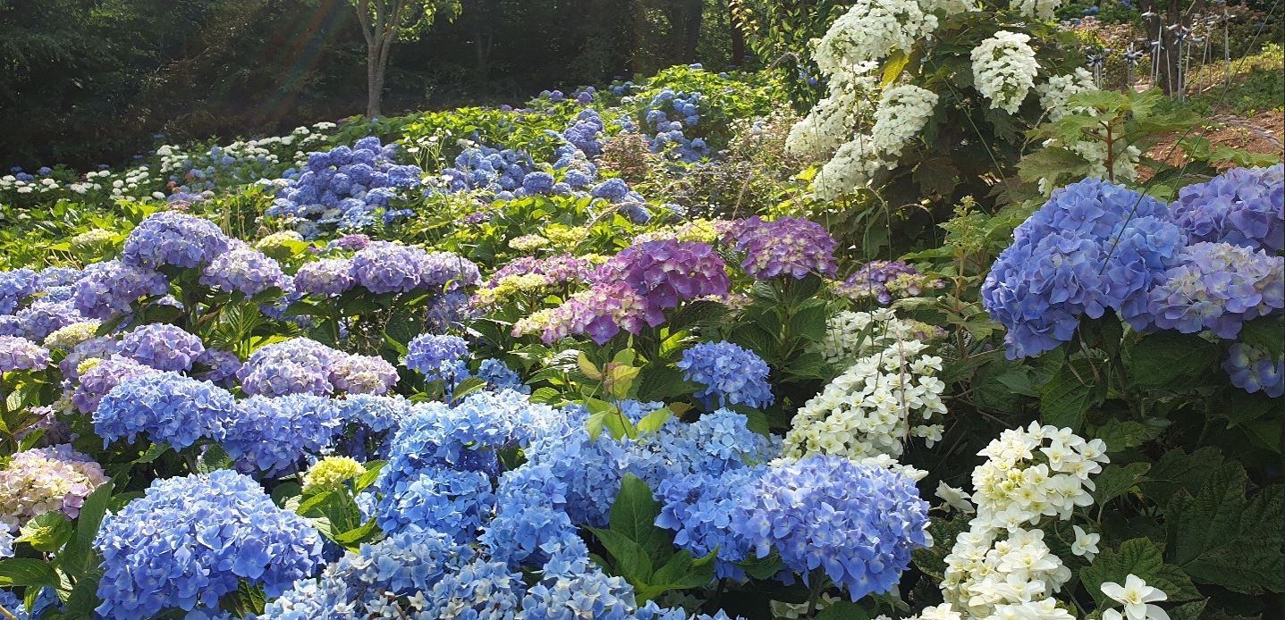 고성 만화방초 수국축제