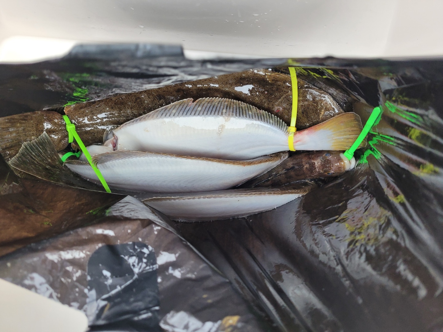 오천항바다낚시