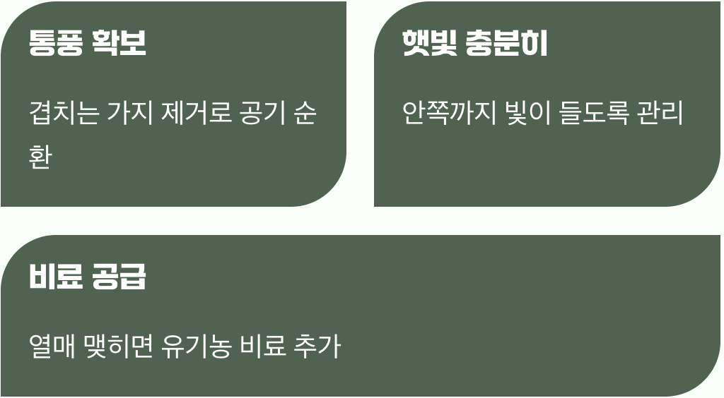건강한 나무를 위한 기본 관리법