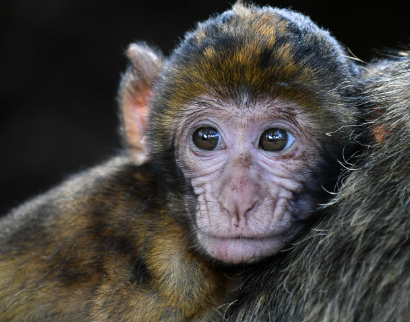 2025년 6월 원숭이띠 생년별 운세