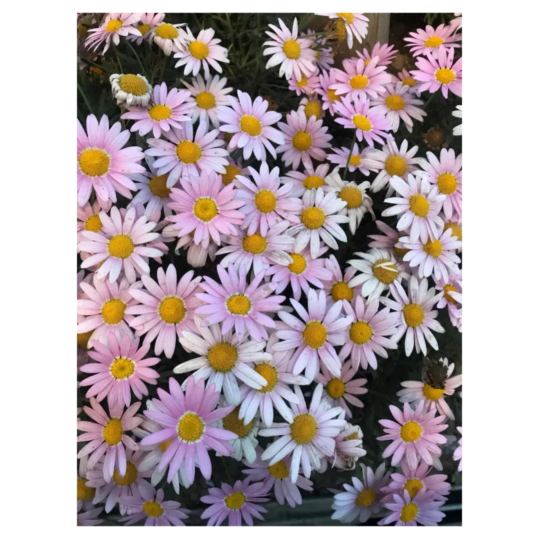 맥문동과 관련된 사진입니다.