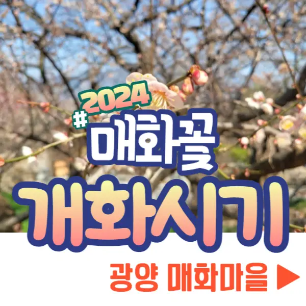 매화 개화시기 광양 매화마을