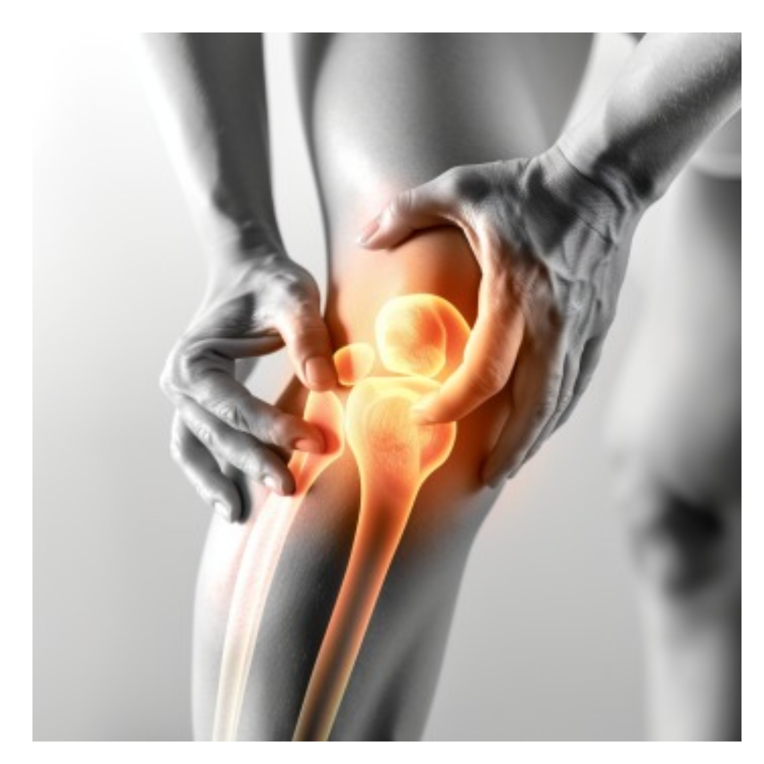 콘드로이친과 관련된 사진입니다.