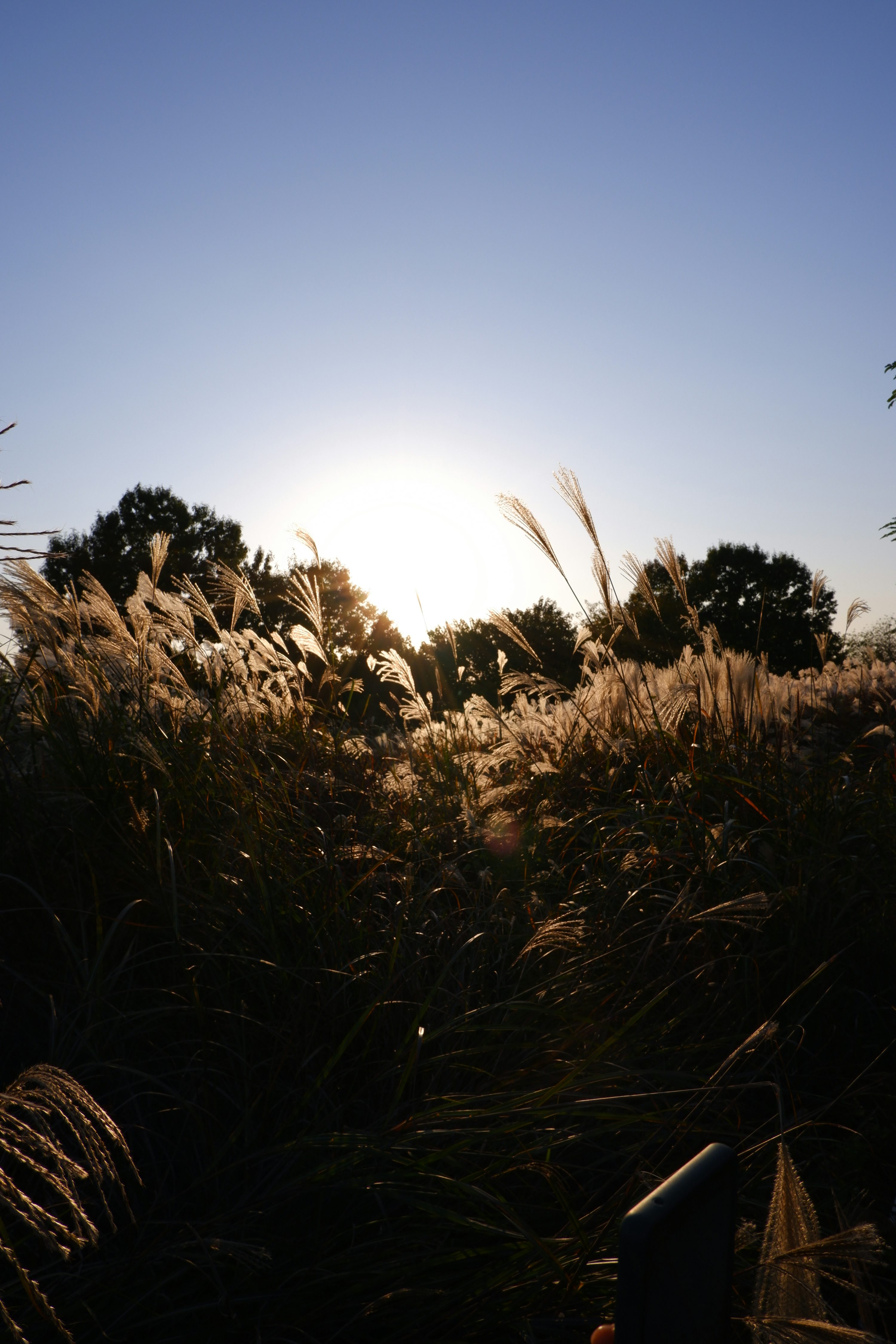 하늘공원 관련 이미지