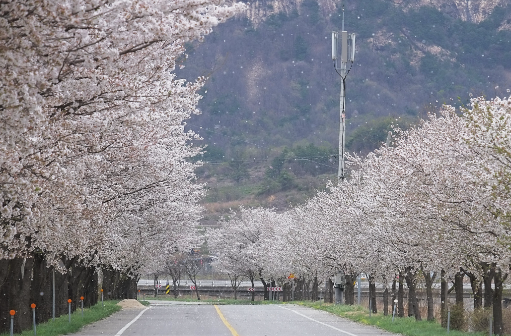 경북 벚꽃 명소