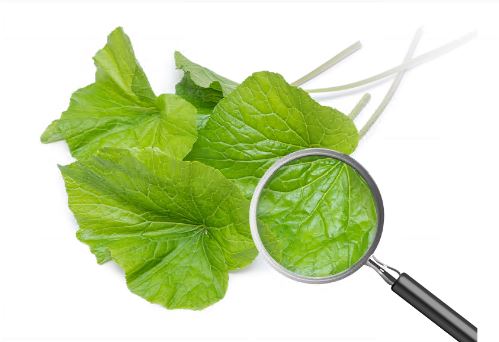 이소비텍신-원료