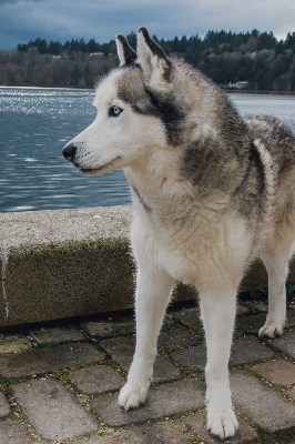 시베리아 허스키 사진