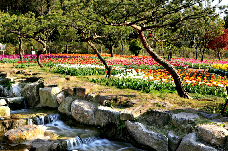 장흥 하늘빛수목정원 튤립축제